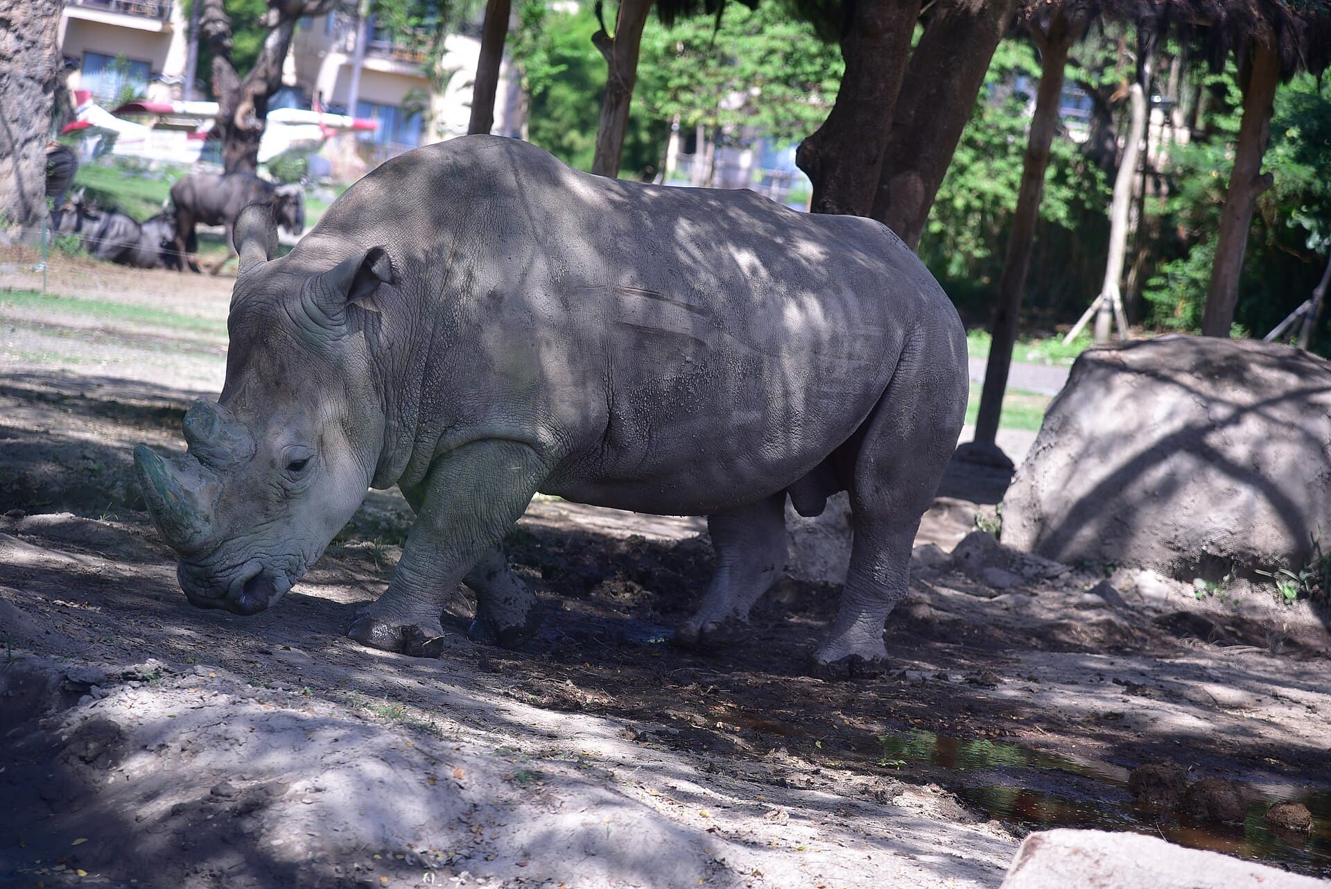 Neushoorn in het Bali Safari & Marine Park
