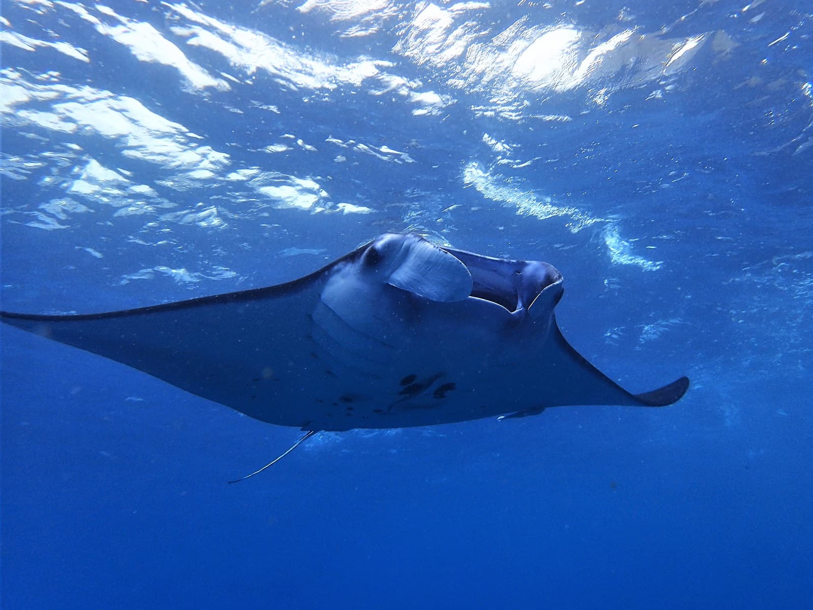 Reuzenmanta zwemt onder water bij Manta Point, Nusa Penida