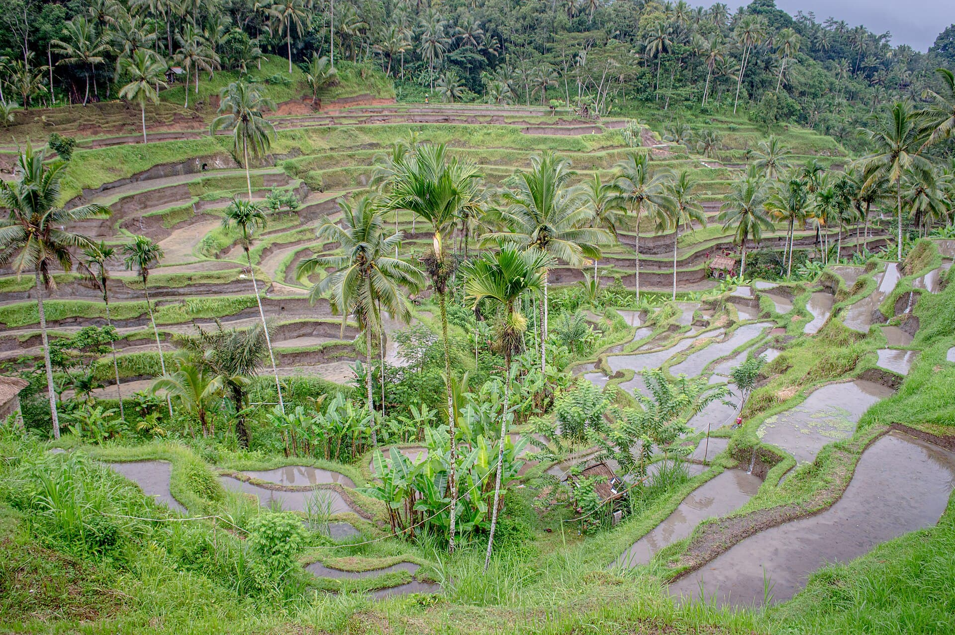 Groene rijstterrassen van Tegallalang met palmbomen bij Ubud